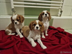 Cavalier King Charles Spaniel s PP - 2