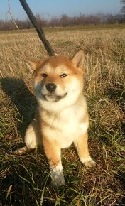 Shiba Inu s PP FCI - 2