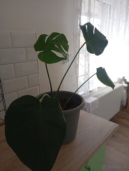 Monstera deliciosa - 2