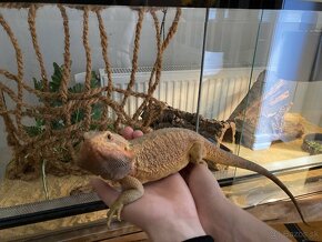 Agama+terarium s príslušenstvom - 2