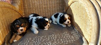 cavalier king charles spaniel - 2