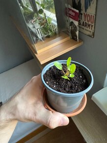 Pilea peperomioides - mladé rastlinky - 2