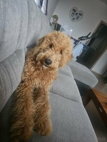 Goldendoodle - 2