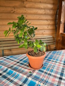 Ficus ginseng bonsai stredný #1 - 2