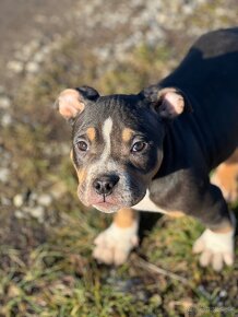 American Bully Classic/ standart - 2