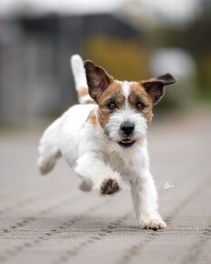 Jack russel terier s PP - 2