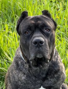 BANDOG,BANDOGGEE MASTIFF,AMERICAN BANDOG MASTIFF NA KRYTIE - 2