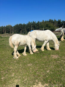 Tradičný Irish cob - 2