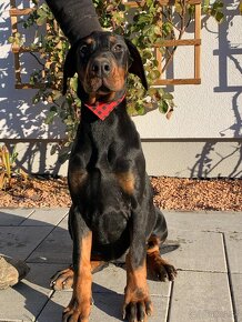 Doberman šteniatka - 2