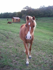 Welsh Pony A/SŠP - 2