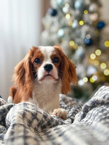 Cavalier King Charles Spaniel - 2