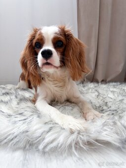 Cavalier King Charles Spaniel - 2