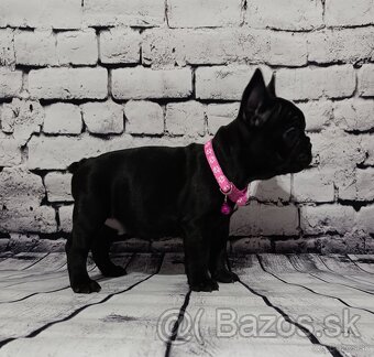 French bulldog/ francúzsky buldoček s PP - 2