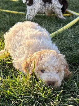 Lagotto romagnolo šteniatka - 2