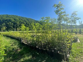 Paulownia- Agat Obelisk vysadte si svoj vlastný les. - 2