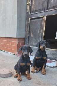 Šteniatka Doberman - 2