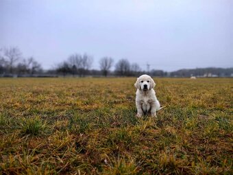 Zlatý retriever - Hledáme ty nej parťáky - 2