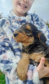 Šteniatka Airedale Terrier, registrácia KC - 2