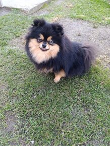 Pomeranian fenka - 2