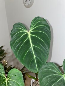 Philodendron gloriosum - 2