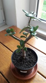 Crassula Ovata - tučnolist, Strom peňazí - 9 EUR (č. 5) - 2