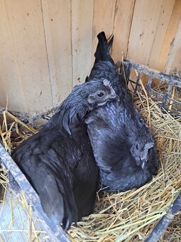 Kuriatka - Ayam cemani - 2