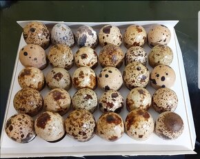 Prepeličie vajíčka - 2
