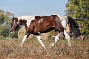 Připouštěni kvalitní plemeníci PAINT HORSE-HOMOZYGOT - 2