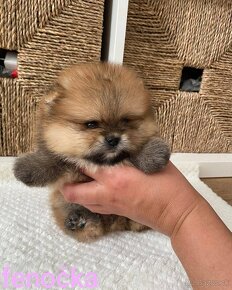 Pomeranian mini - 2