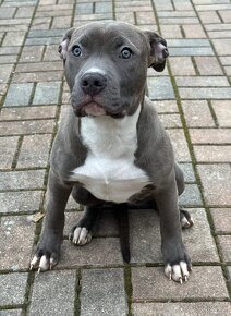 American bully s PP (Luna) - 2