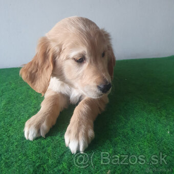 Zlatý retriever - 2