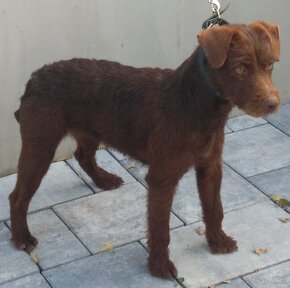 Patterdale terrier - 2