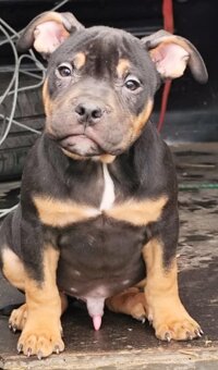 American bully - 2