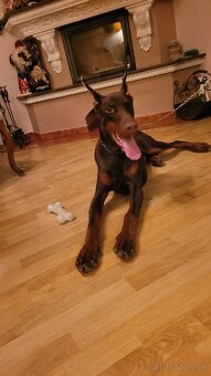 DOBERMAN S FCI P.P - 2