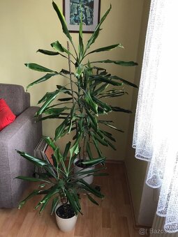 Dracena - 2