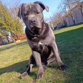 Cane Corso šteniatka - 2