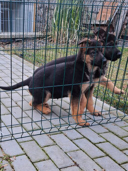 Nemecký ovčiak šteniatka 12týždňové s PP - PREDAJ - 2