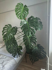 Monstera deliciosa - 2