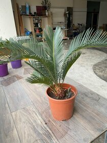 Cycas Revoluta - 2