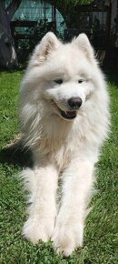 Samojed s PP - 2