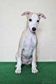 Whippet - 2