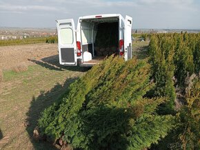 Tuja Smaragd, vavrínovec, červienka - Spišská Nová Ves - 2