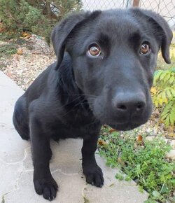 Labradorsky retriever - na krytie - 2