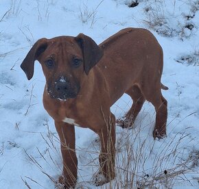 Rhodesian Ridgeback - 2