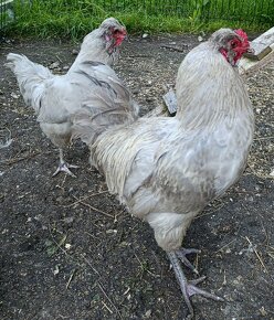 Chovny kmen araucana lavender - 2