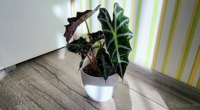 Alocasia Amazonica Polly - 2