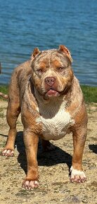 American bully xl, pitbull xxl - 2