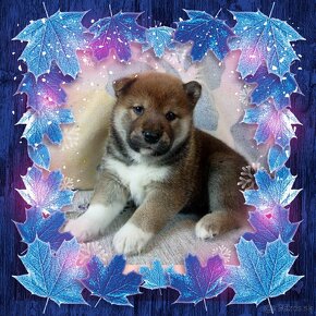 Shiba Inu s PP - 2