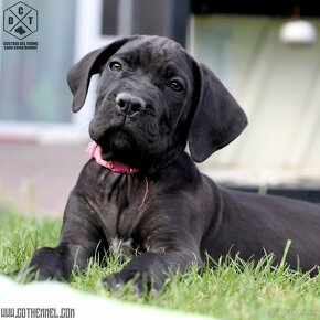 Cane Corso čierna sučka s PP - 2