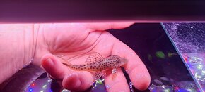 Aphanotorulus emarginatus pleco L011 - 2